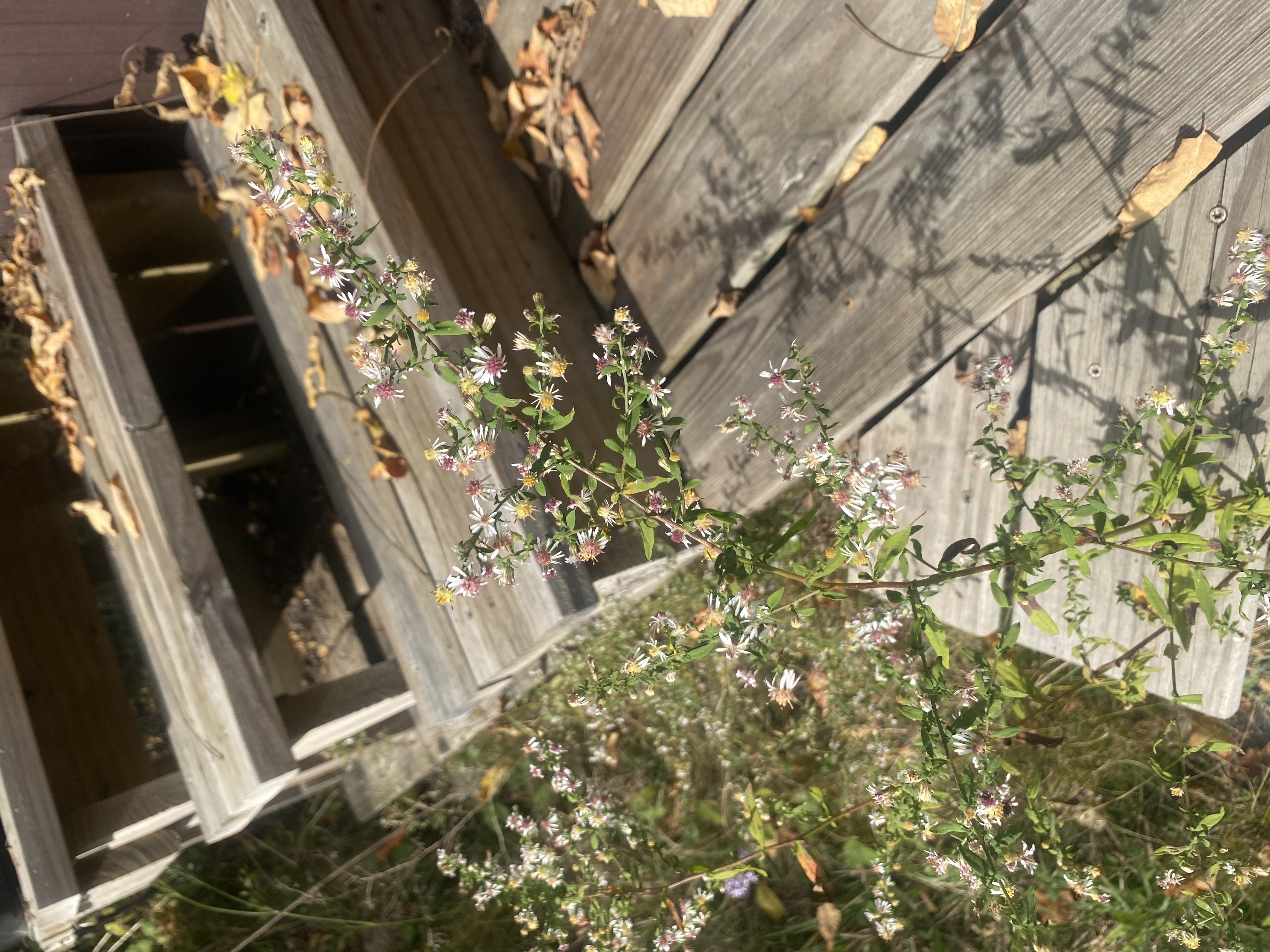 The flowering plant beside our steps, September 2026. Photograph by the author.